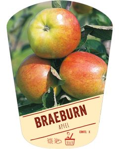 Malus domestica 'Braeburn', Bildh&auml;ngeetikett VS: