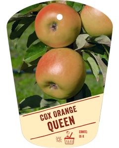 Malus Cox Orange Queen, Bildhängeetikett VS