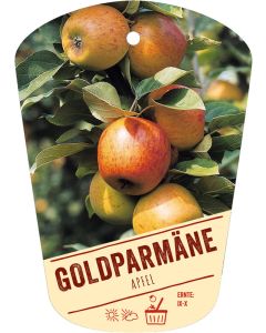 Malus domestica 'Goldparmäne', Bildhängeetikett VS: