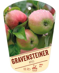 Malus domestica 'Gravensteiner', Bildhängeetikett VS