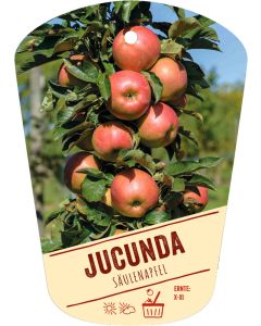 Malus domestica 'Jucunda', Bildhängeetikett VS