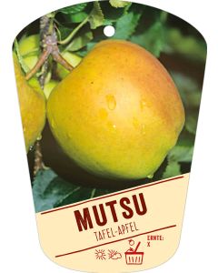 Malus domestica 'Mutsu', Bildhängeetikett VS: