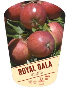 Malus domestica 'Royal Gala', Bildh&auml;ngeetikett VS