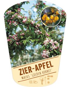 Malus 'Golden Hornet', Bildhängeetikett VS