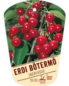 Prunus cerasus 'Erdi bötermö', Bildhängeetikett VS: