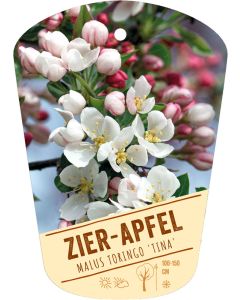 Malus toringo 'Tina', Bildhängeetikett VS