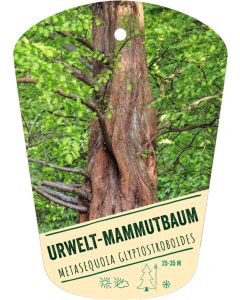 Metasequoia glyptostroboides, Bildhängeetikett VS