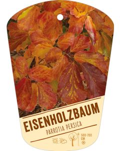 Parrotia persica, Bildhängeetikett VS: