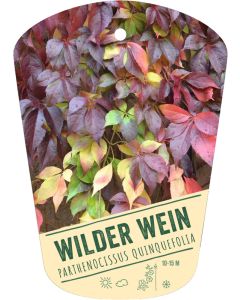 Parthenocissus quinquefolia, Bildhängeetikett VS