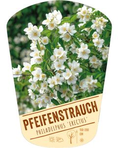 Philadelphus 'Erectus', Bildhängeetikett VS