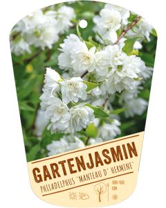 Philadelphus 'Manteau d' Hermine', Bildhängeetikett VS