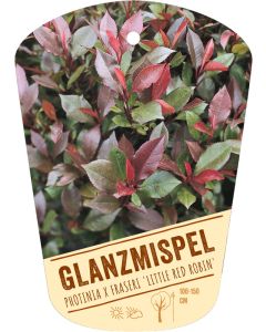 Photinia x fraseri 'Little Red Robin', Bildhängeetikett VS