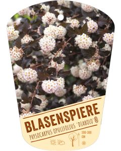 Physocarpus opulifolius 'Diabolo'(R), Bildhängeetikett VS: