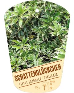 Pieris japonica 'Variegata', Bildhängeetikett VS
