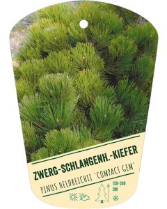 Pinus heldreichii 'Compact Gem', Bildhängeetikett VS