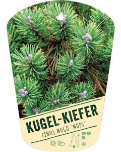Pinus mugo 'Mops', Bildhängeetikett VS