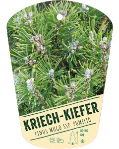 Pinus mugo ssp. pumilio, Bildhängeetikett VS