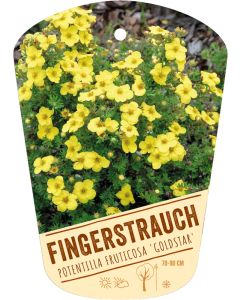 Potentilla fruticosa 'Goldstar', Bildhängeetikett VS