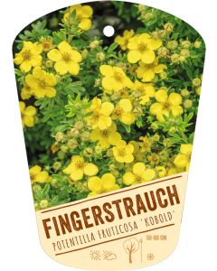 Potentilla fruticosa 'Kobold', Bildhängeetikett VS