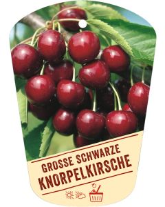 Prunus av. 'Gr. Schwarze Knorpel', Bildhängeetikett VS:
