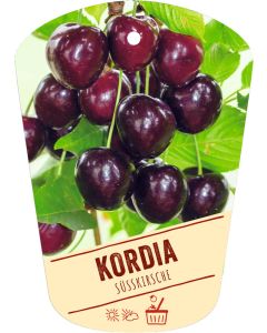 Prunus avium 'Kordia', Bildhängeetikett VS: