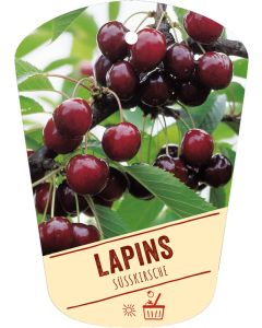 Prunus avium 'Lapins', Bildhängeetikett VS: