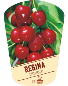 Prunus avium 'Regina', Bildhängeetikett VS: