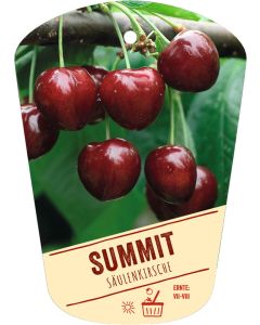 Prunus avium 'Summit', Bildhängeetikett VS