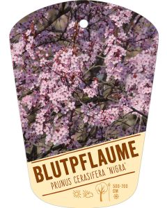 Prunus cerasifera 'Nigra', Bildhängeetikett VS: