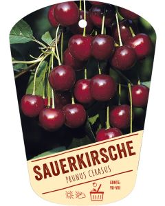 Prunus cerasus, Bildhängeetikett VS: