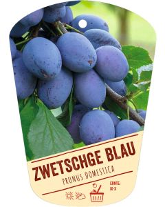 Prunus domestica, Bildhängeetikett VS