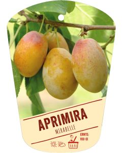 Prunus domestica 'Aprimira', Bildhängeetikett VS