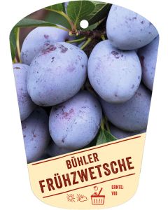 Prunus domestica 'Bühler Frühzwetsche', Bildhängeetikett VS: