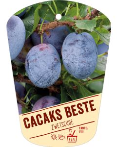 Prunus domestica 'Cacaks Beste', Bildhängeetikett VS: