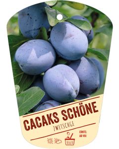 Prunus domestica 'Cacaks Schöne', Bildhängeetikett VS: