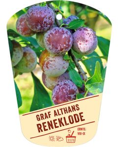 Prunus domestica 'Graf Althans Reneklode', Bildhängeetikett VS:
