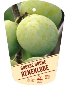 Prunus domestica 'Große Grüne Reneklode', Bildhängeetikett VS: