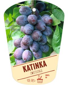 Prunus domestica 'Katinka'(S), Bildhängeetikett VS