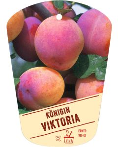 Prunus domestica 'Königin Viktoria', Bildhängeetikett VS: