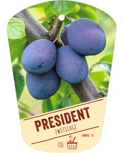 Prunus domestica 'President', Bildhängeetikett VS: