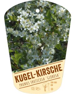 Prunus fruticosa 'Globosa', Bildhängeetikett VS