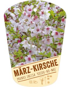 Prunus incisa 'Kojou-no-mai', Bildhängeetikett VS