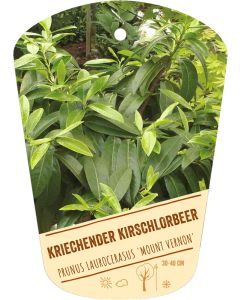 Prunus laurocerasus 'Mount Vernon', Bildhängeetikett VS