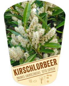 Prunus laurocerasus 'Otto Luyken', Bildhängeetikett VS