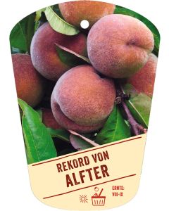 Prunus persica 'Rekord von Alfter', Bildhängeetikett VS: