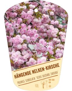 Prunus serrulata 'Kiku Shidare Zakura', Bildhängeetikett VS