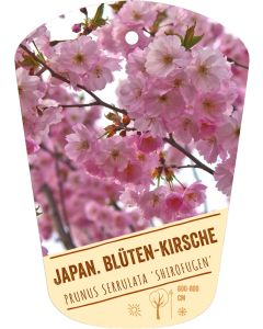 Prunus serrulata 'Shirofugen', Bildhängeetikett VS
