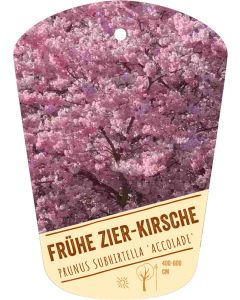 Prunus subhirtella 'Accolade', Bildhängeetikett VS
