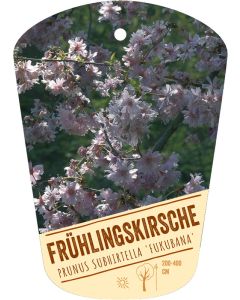 Prunus subhirtella 'Fukubana', Bildhängeetikett VS