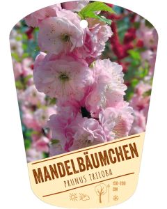 Prunus triloba, Bildhängeetikett VS: